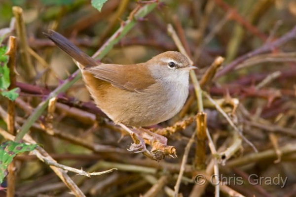 Cetti's Warbler