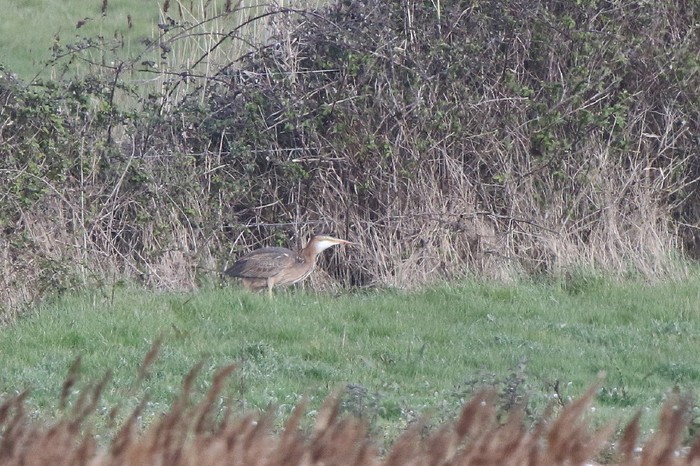 Purple Heron