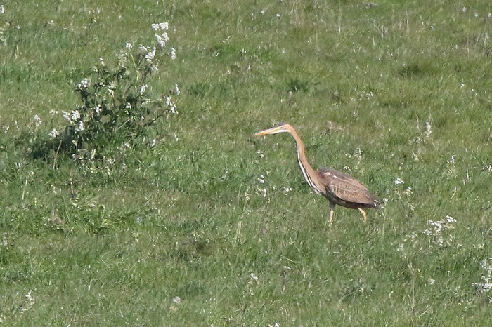 Purple Heron