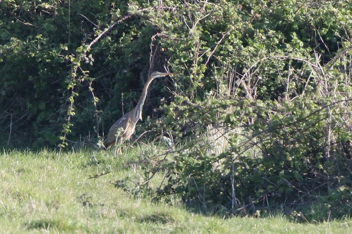 Purple Heron