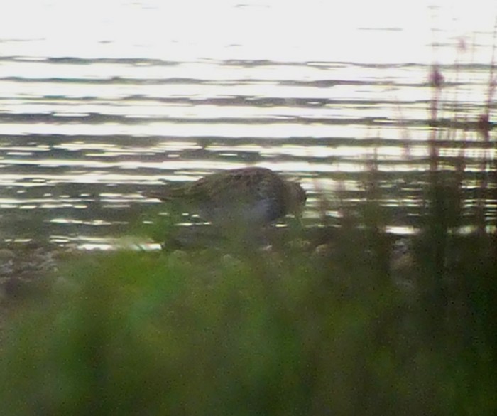 Pectoral Sandpiper