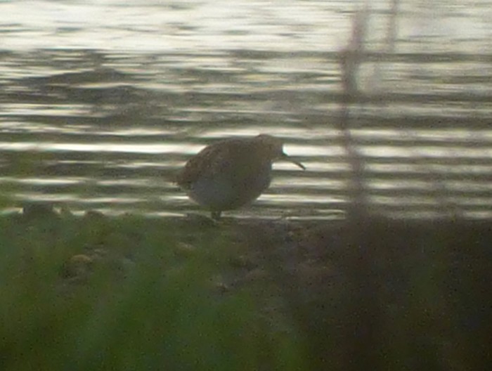 Pectoral Sandpiper