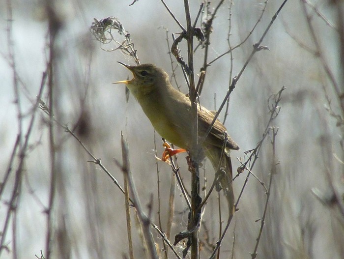 Grasshopper Warbler