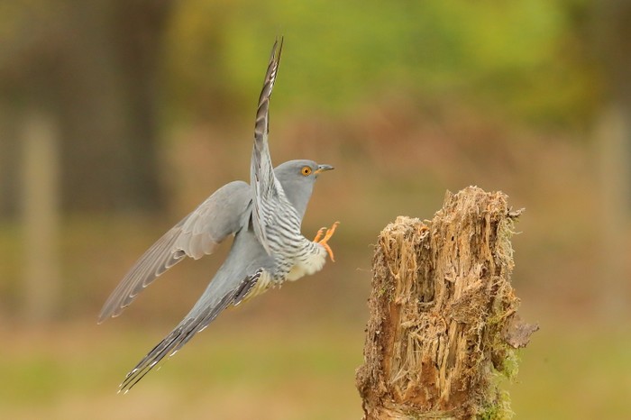 Cuckoo