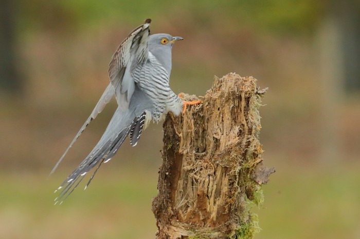 Cuckoo