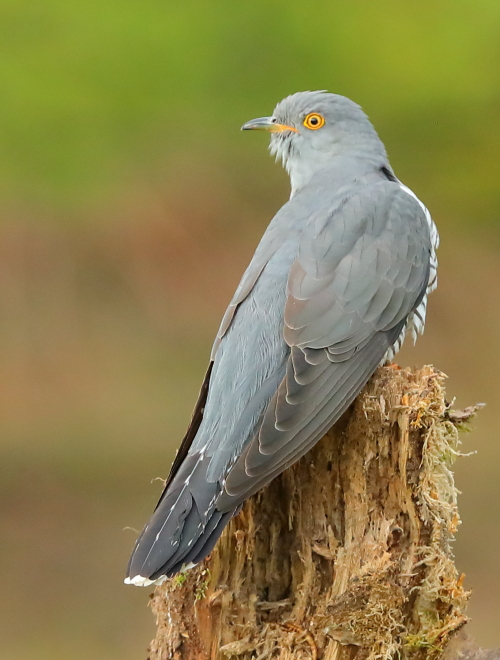 Cuckoo
