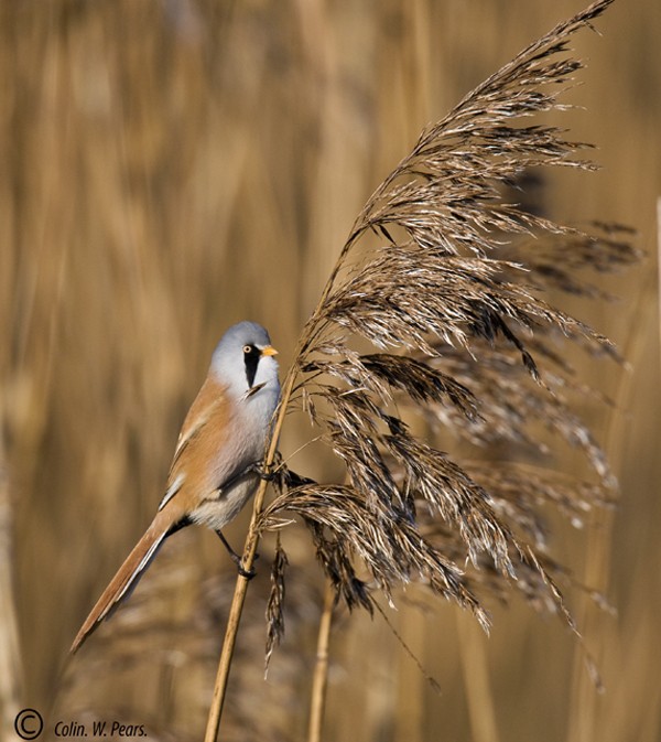 Bearded Tit