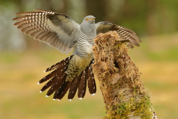 Cuckoo