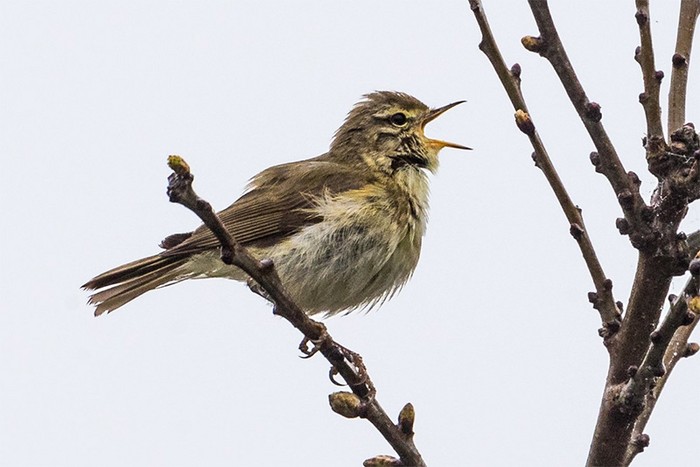 Iberian Chiffchaff