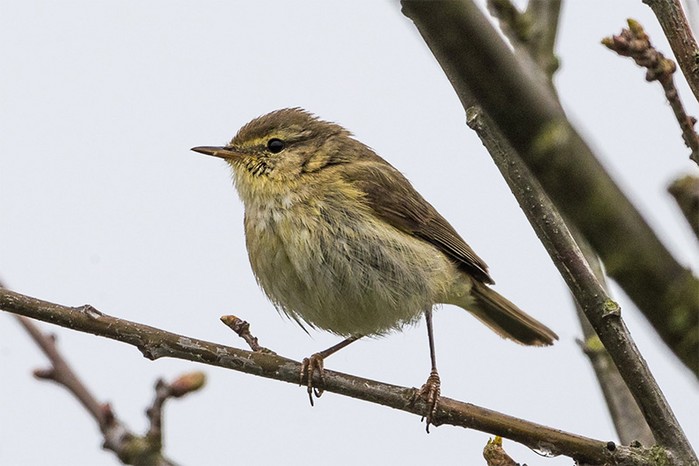 Iberian Chiffchaff