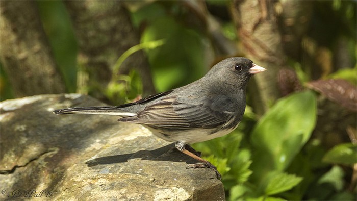 Slate-coloured Junco