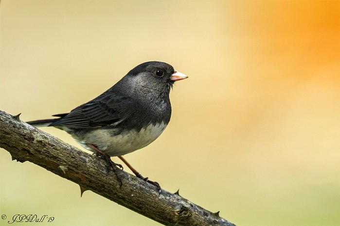 Slate-coloured Junco