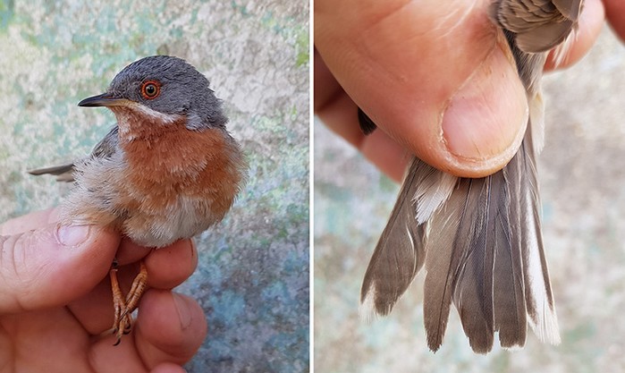 Eastern Subalpine Warbler
