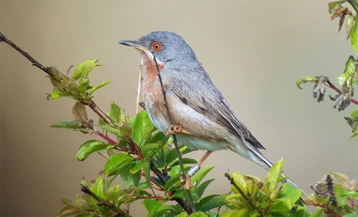 Eastern Subalpine Warbler