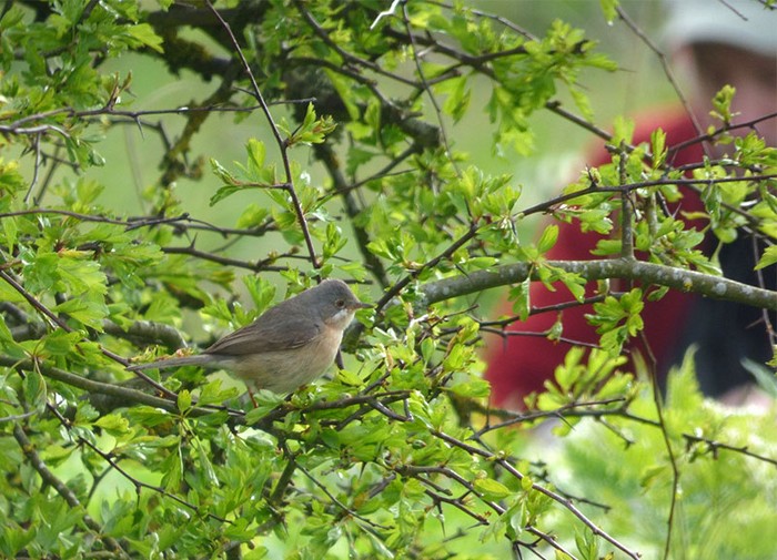 Moltoni's Subalpine Warbler