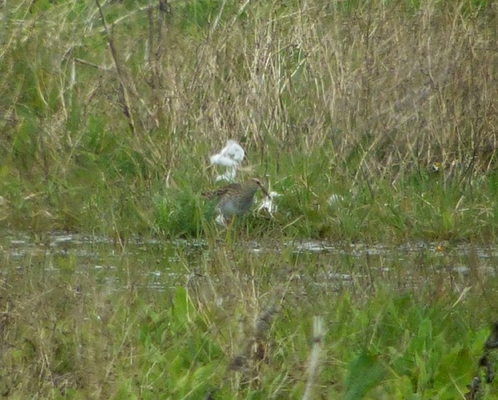 Pectoral Sandpiper