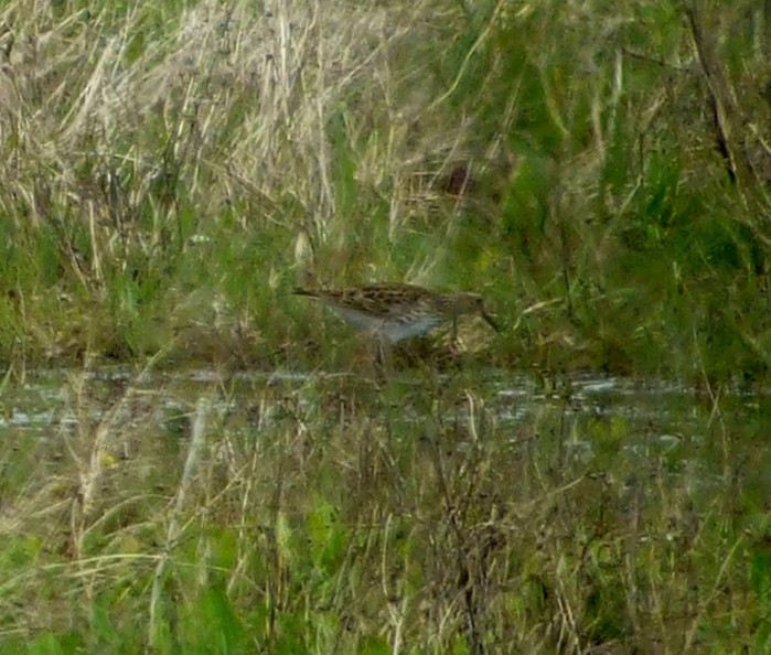 Pectoral Sandpiper