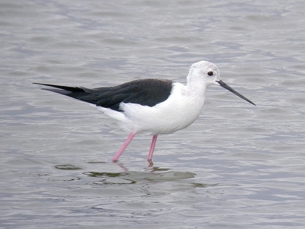 Black-winged Stilt