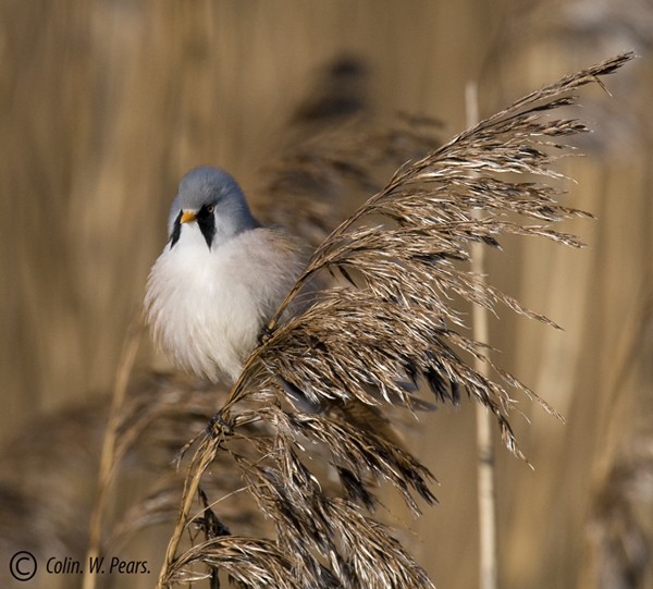 Bearded Tit