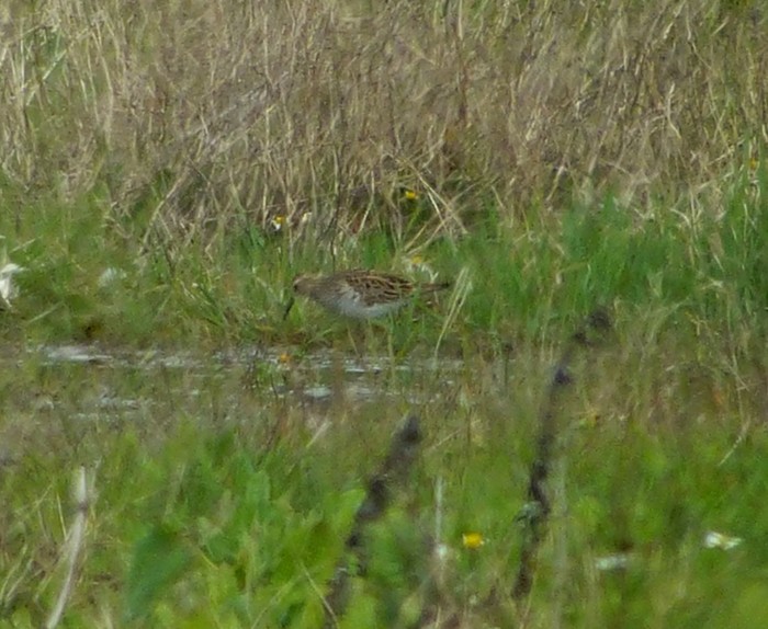 Pectoral Sandpiper