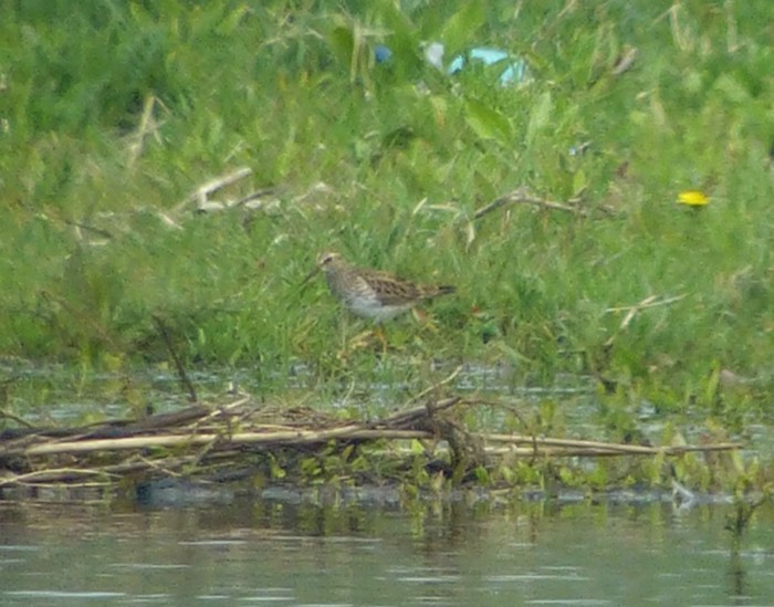 Pectoral Sandpiper