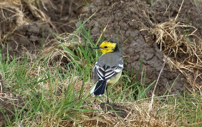 Citrine Wagtail