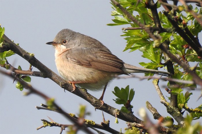 Moltoni's Subalpine Warbler