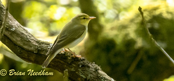 Wood Warbler
