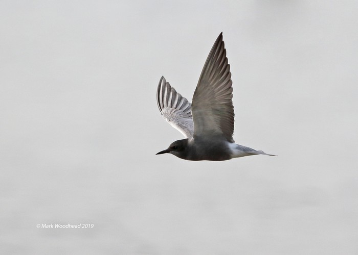 Black Tern