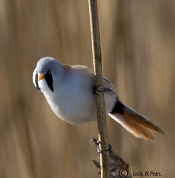 Bearded Tit