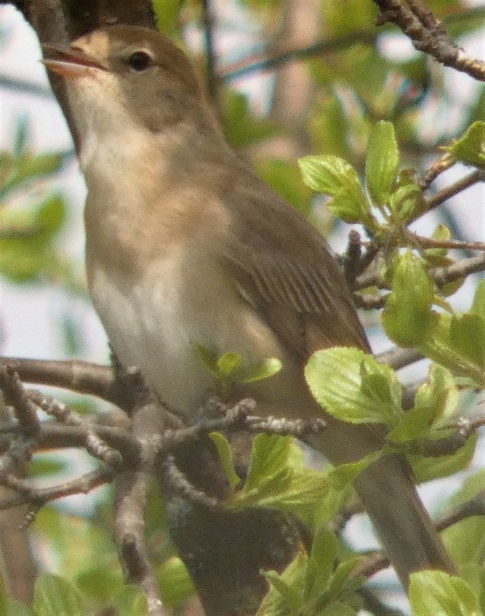 Garden Warbler