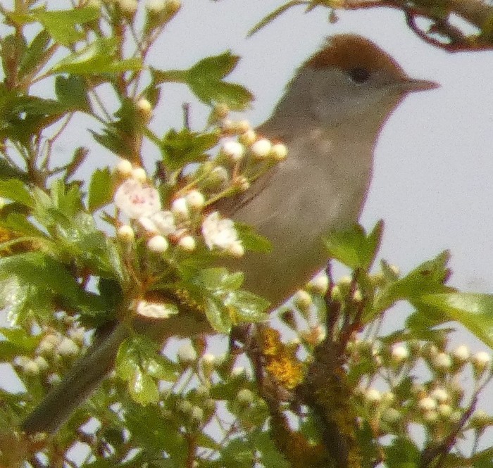 blackcap