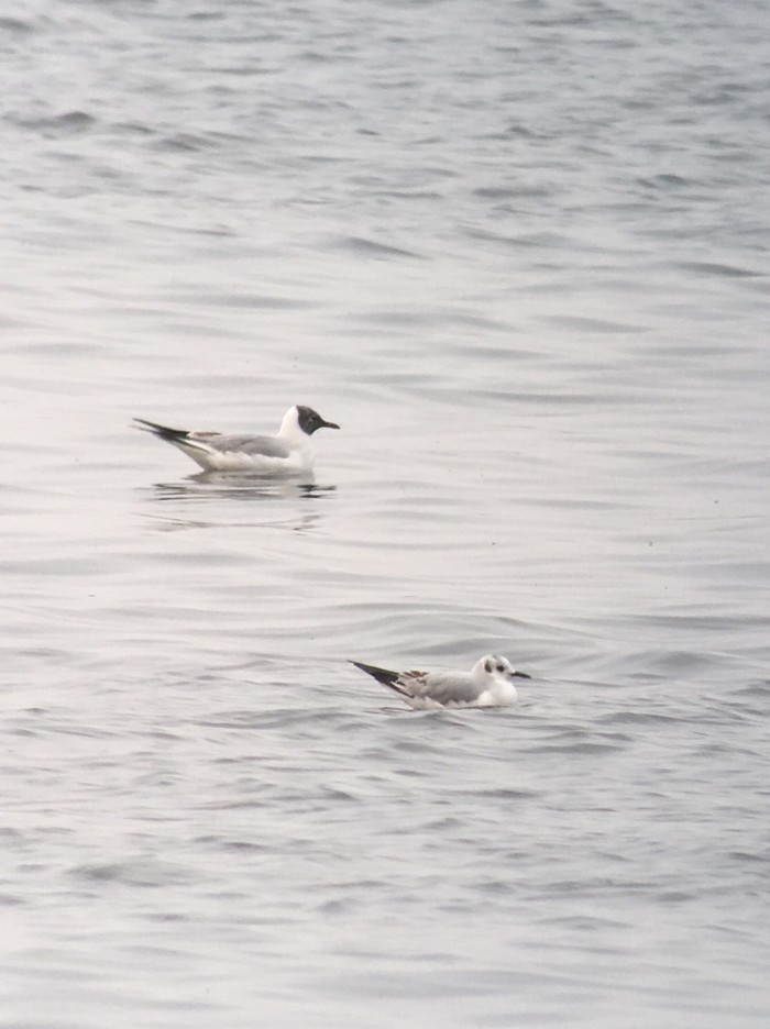 Bonaparte's Gull
