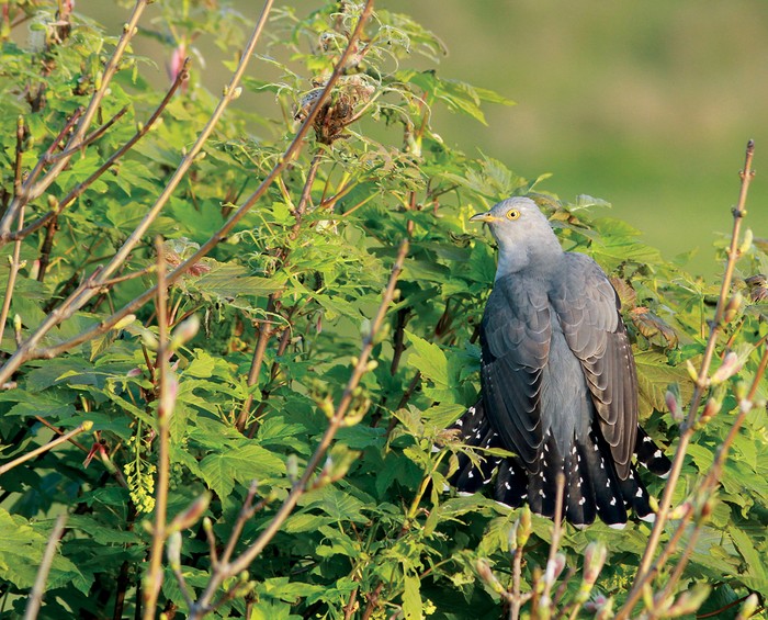 Cuckoo