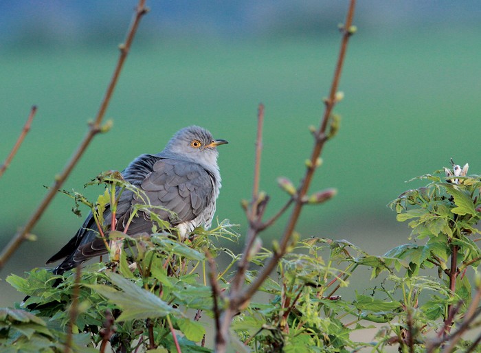 Cuckoo