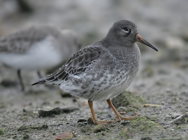 Purple Sandpiper