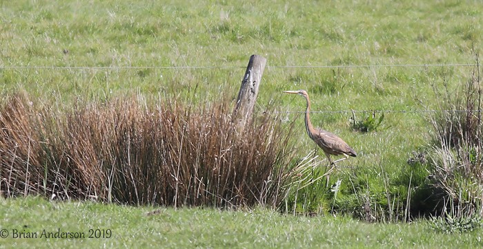 Purple Heron