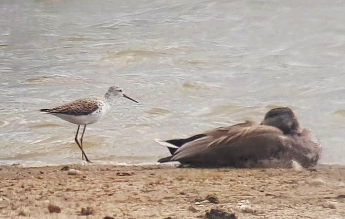 Marsh Sandpiper