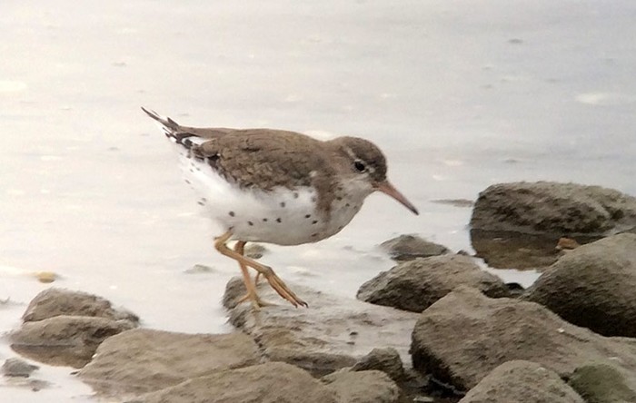 Spotted Sandpiper