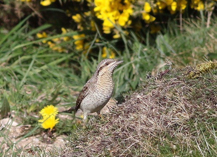 Wryneck