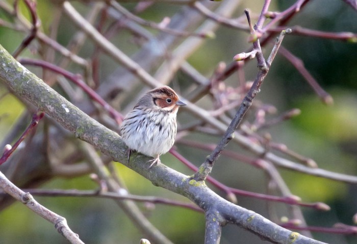 Little Bunting