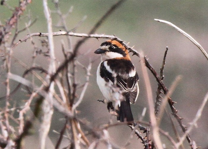 Woodchat Shrike