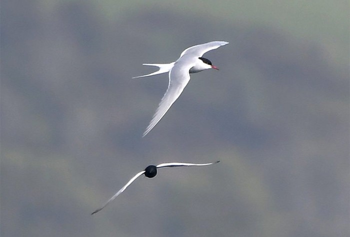 White-winged Black Tern