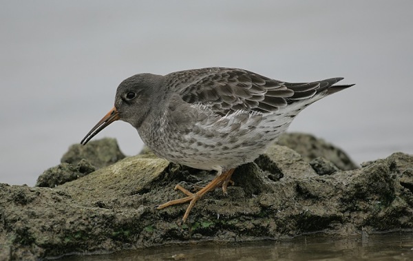 Purple Sandpiper