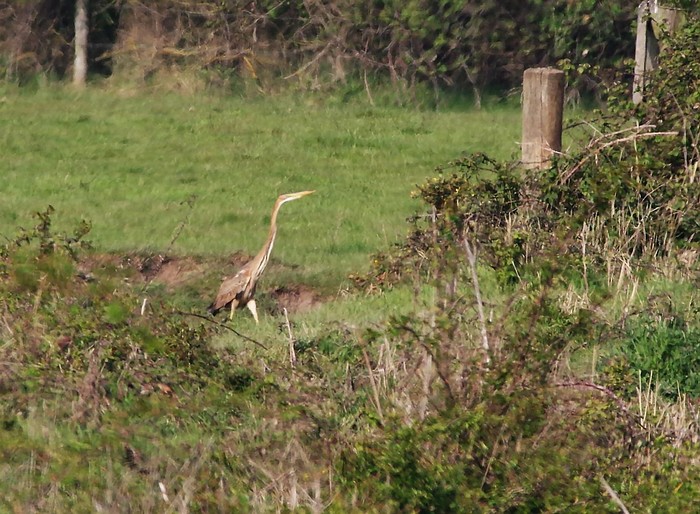 Purple Heron