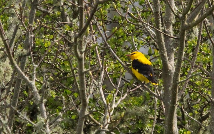 Golden Oriole