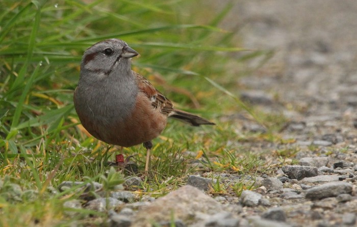 Godlewski's Bunting