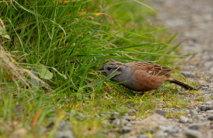 Godlewski's Bunting