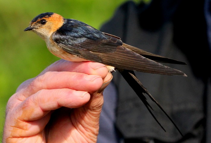 Red-rumped Swallow