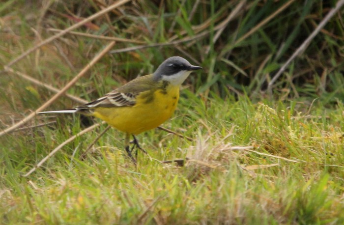 Ashy-headed Wagtail